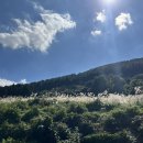 교래자연휴양림야영장 | 제주교래자연휴양림/야영장(데크)이용후기⛺️