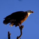 ■ 흰머리 독수리(Haliaeetus leucocephalus, bald eagle) 이미지