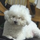 파파펫살롱 이미지