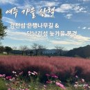 여주 강천섬 &amp; 당남리섬 가을 산책 코스 핑크뮬리, 코스모스, 은행나무길 그리고 여주 카페·맛집까지...