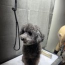 워시멍 네이버블로그