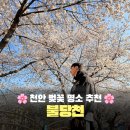 불당천 | 천안 벚꽃명소 추천! 불당천 실시간 개화시기 &amp; 주차정보 (4월 2일 방문)