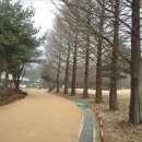 낙우송과 메타세쿼이아 이미지