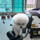 라움펫 네이버블로그