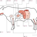 신장양곱창 이미지