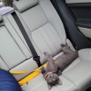 멍멍이와 야옹이 이미지