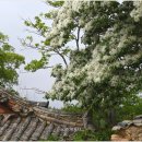 양재리이팝나무 이미지