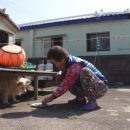 김옥자농장 이미지