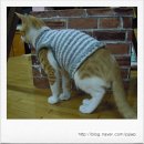 독한고양이 이미지