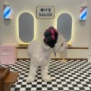 헤이멍 | 🩵🩵부산 헤이멍 무인 애견카페 정관 헤이멍 강아지 포토존 후기🩵🩵