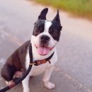 공감애견학교 이미지