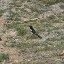 미군부대(K-55) 정문 옆 | 260330 평택섶길 11코스(종단길)