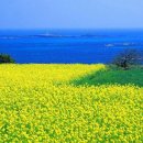 완도1호선 이미지