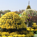 익산 중앙체육공원 천만송이 국화축제 이미지