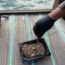 서천-10 | [ 서천 마량포구 10월 낚시 후기 ] 감성돔 / 복어 / 학꽁치 / 갈치