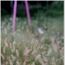 남산초등학교삼성분교장 이미지