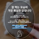 해피병풀 이미지