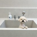 오늘도 예쁜 그루밍 이미지