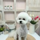 더 귀엽개 이미지