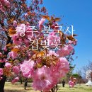 11260-4-13-10 | 경주 불국사 겹벚꽃 언제 필까? 4월 13일 다녀온 솔직 후기
