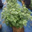 형제슈퍼 이미지