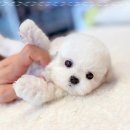 인천강아지분양 고양이분양 24시 데려가개 청라점 이미지