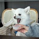 백호동물병원 | 백호는 지금 11개월!! / 동물 병원 추천 / 눈물자국 동물 병원 / 동물병원 내돈내산 찐후기