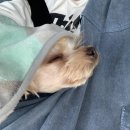 국화향기펜션 이미지