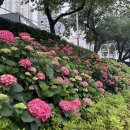 온천천시민공원 수국 이미지