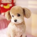 황제 펫 이미지