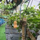 장주농장 이미지