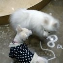 VIP동물의료센터 서초동작점 이미지
