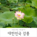 용식농장 | 도깨비 촬영지 주문진 씨베이호텔 + 강릉카페 2곳 추천