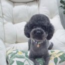 스담멍스 이미지