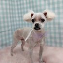 펫피파니 이미지