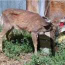 경보사슴 이미지