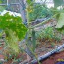 영곤농장 이미지