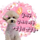 영블리 펫살롱 이미지