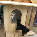 멍멍이집 이미지