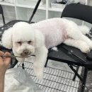 꿈의 애견미용 이미지