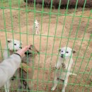 철정농장 | 진도에서 아이들과 가볼만한곳 진도여행지 진도개 테마파크 다녀왔어요