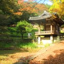 조대약초 | 오인교의 잔라도누정기행-청풍에 사향 향기가 담양 부용당(芙蓉堂)