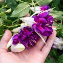 푸크시아(Fuchsia) 이미지