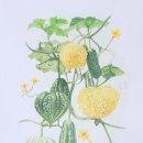 보태니컬 아트 전문가 이미지