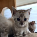 MJ캐터리 이미지