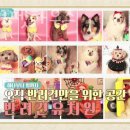 나나리펫하우스 이미지