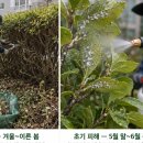 주식회사 사철 | 흰 솜털 같은 흔적에서 시작되는 선녀벌레 피해