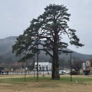 보은어린이공원 - 153371 | 충북 보은 가볼만한곳 정이품송공원 세조이야기 어가자전거 산책