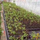 현재목장 이미지