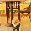 헬로펫샵 이미지